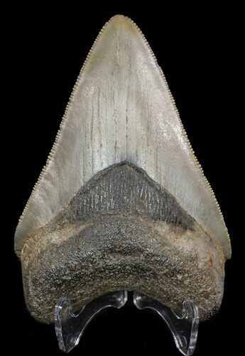 Tan, Serrated, Megalodon Tooth - Georgia #51025